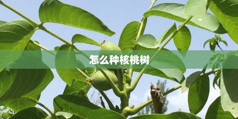 怎么种核桃树 怎么种核桃树