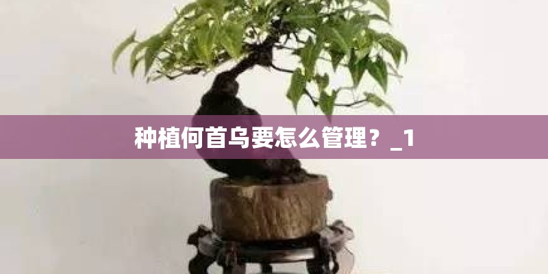 种植何首乌要怎么管理？_1