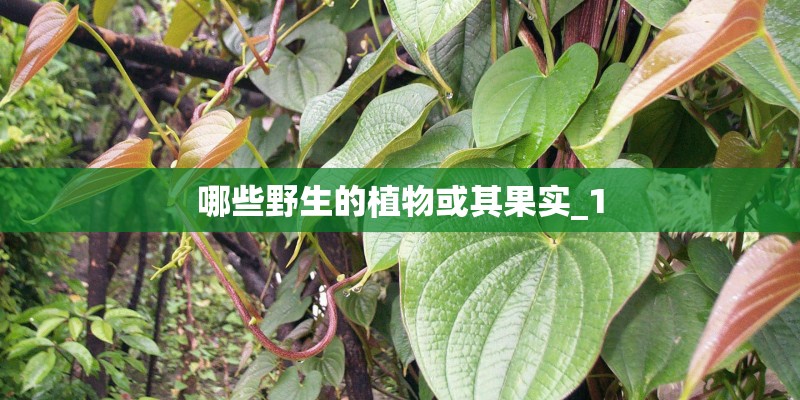 哪些野生的植物或其果实_1