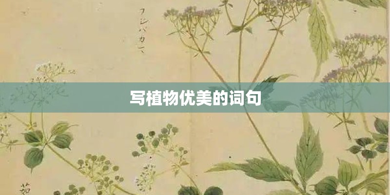 写植物优美的词句 写植物优美的词句