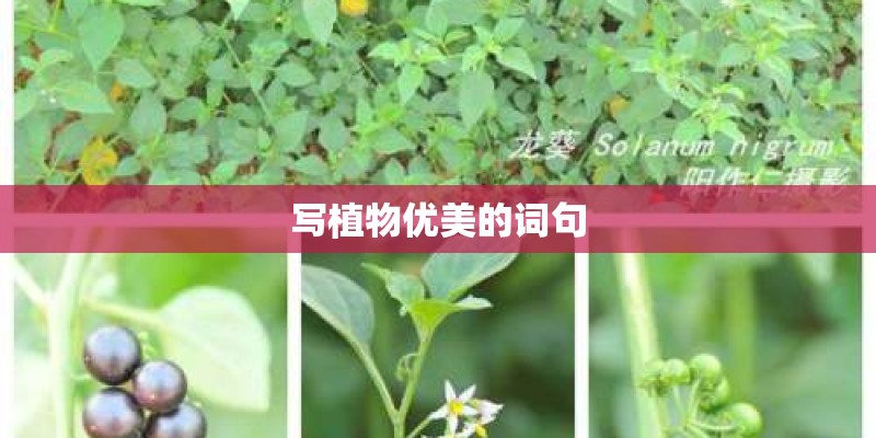 写植物优美的词句 写植物优美的词句