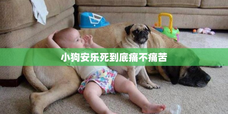 小狗安乐死到底痛不痛苦
