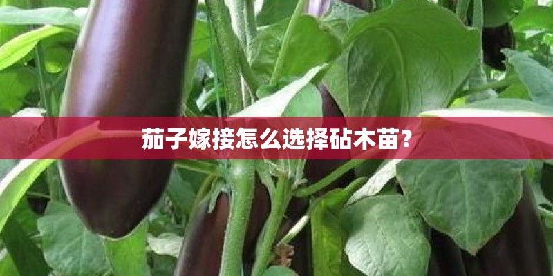 茄子嫁接怎么选择砧木苗？