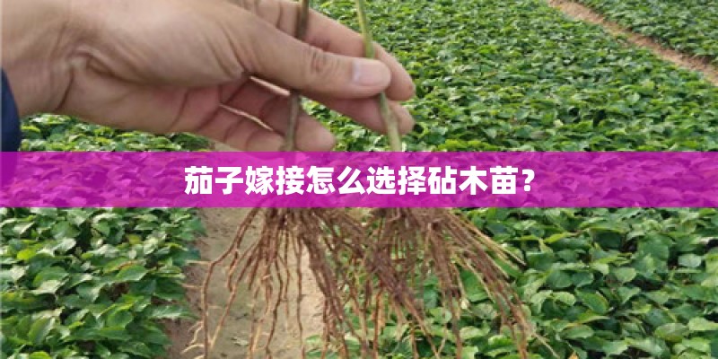 茄子嫁接怎么选择砧木苗？