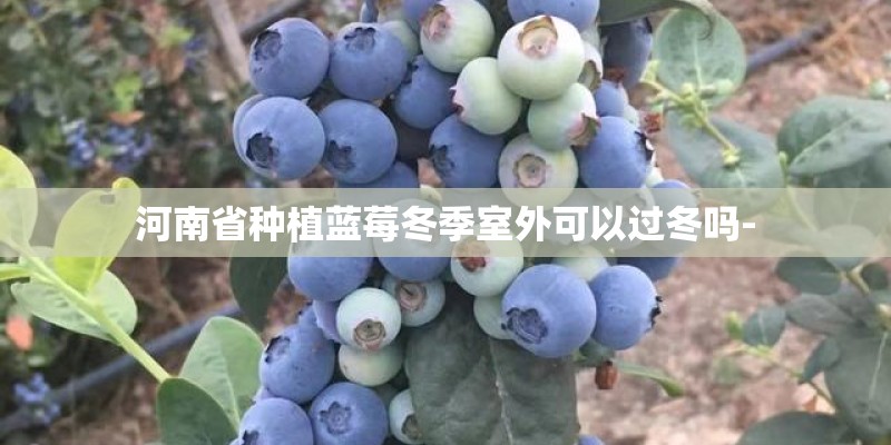 河南省种植蓝莓冬季室外可以过冬吗-
