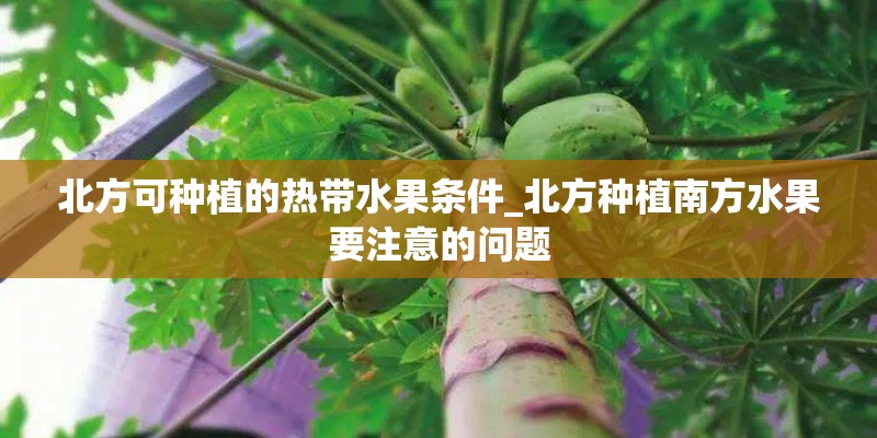 北方可种植的热带水果条件_北方种植南方水果要注意的问题