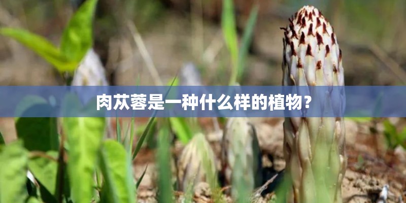 肉苁蓉是一种什么样的植物？