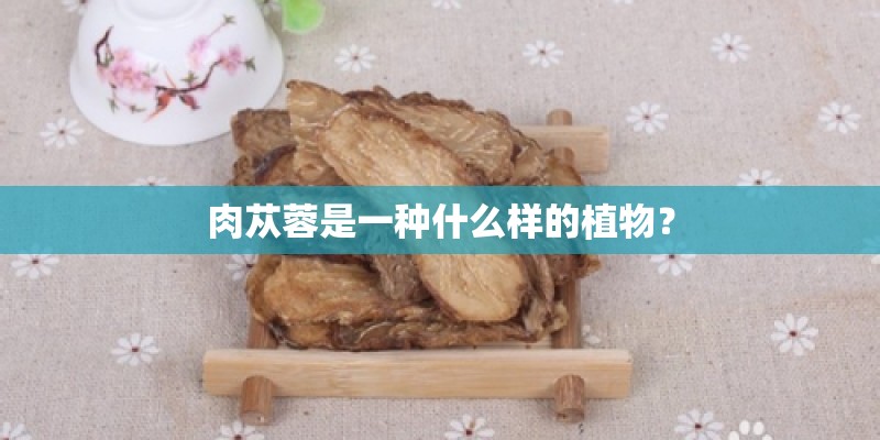 肉苁蓉是一种什么样的植物？