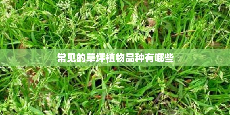 常见的草坪植物品种有哪些