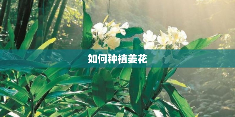 如何种植姜花 如何种植姜花