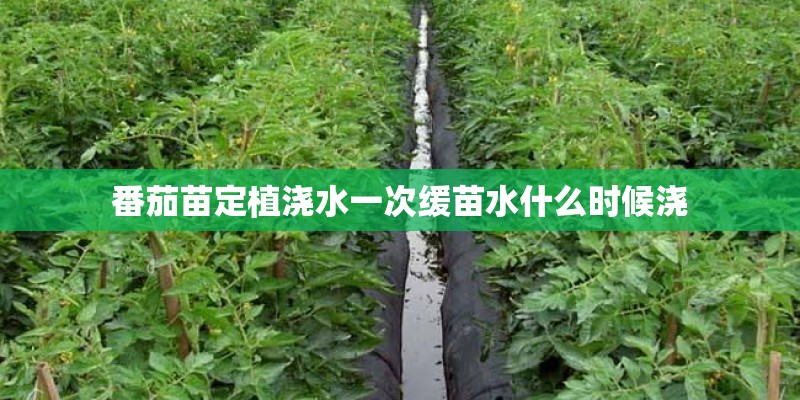 番茄苗定植浇水一次缓苗水什么时候浇