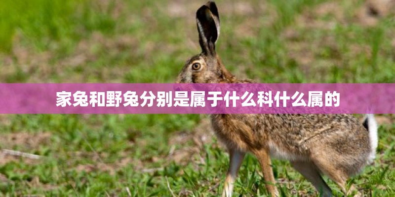 家兔和野兔分别是属于什么科什么属的