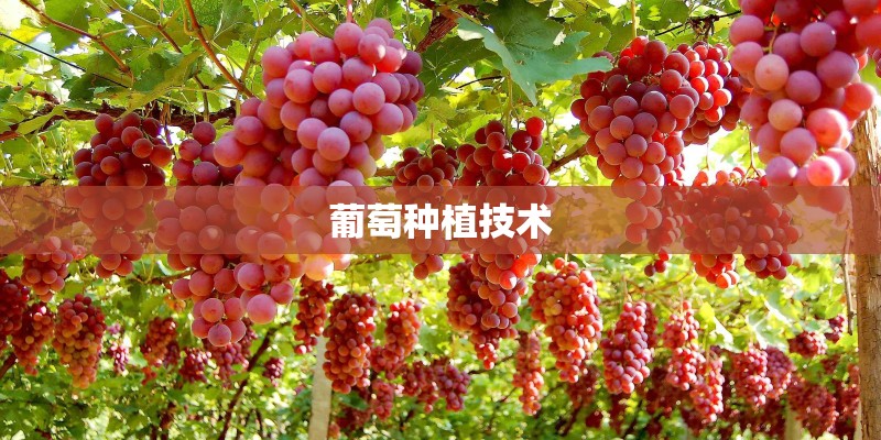 葡萄种植技术