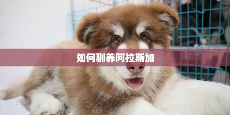 如何驯养阿拉斯加