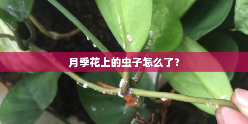 月季花上的虫子怎么了？