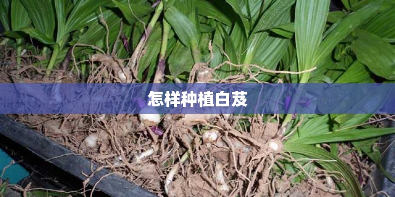 怎样种植白芨