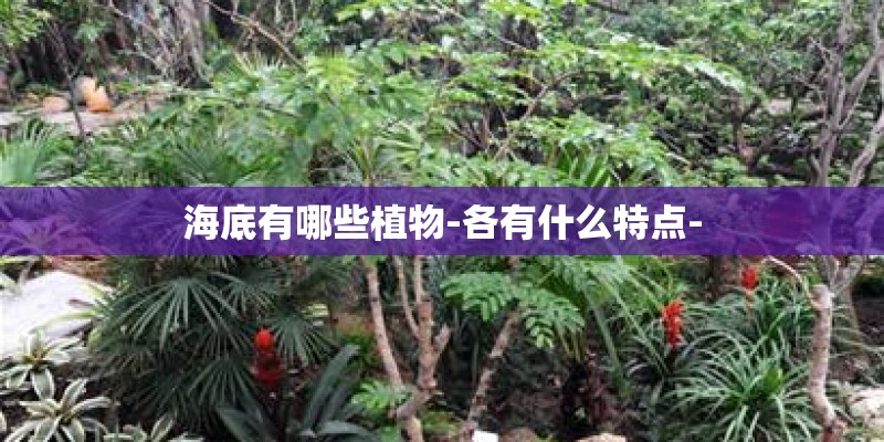 海底有哪些植物-各有什么特点- 海底有哪些植物-各有什么特点-