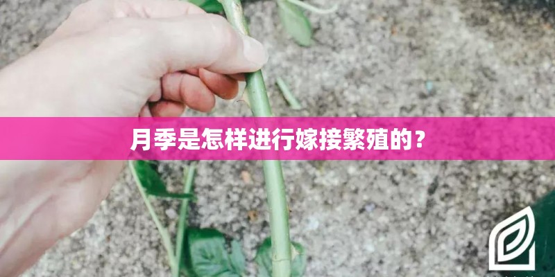 月季是怎样进行嫁接繁殖的？