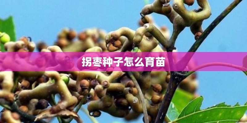 拐枣种子怎么育苗