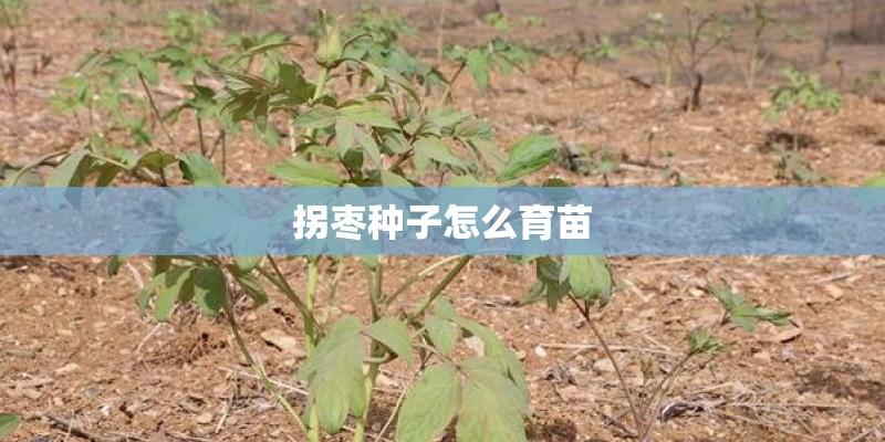 拐枣种子怎么育苗