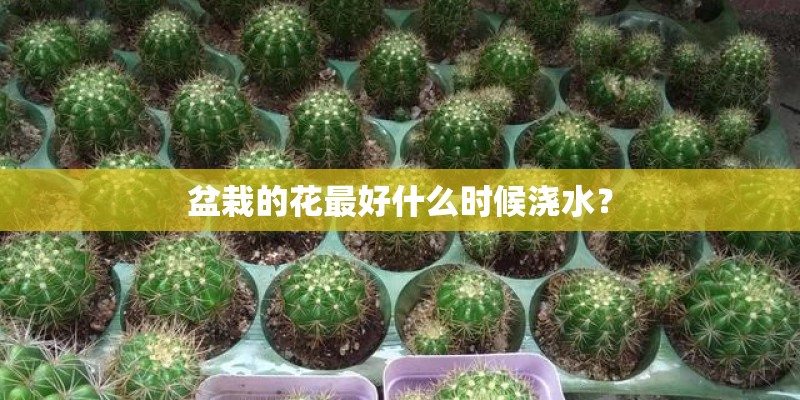 盆栽的花最好什么时候浇水？
