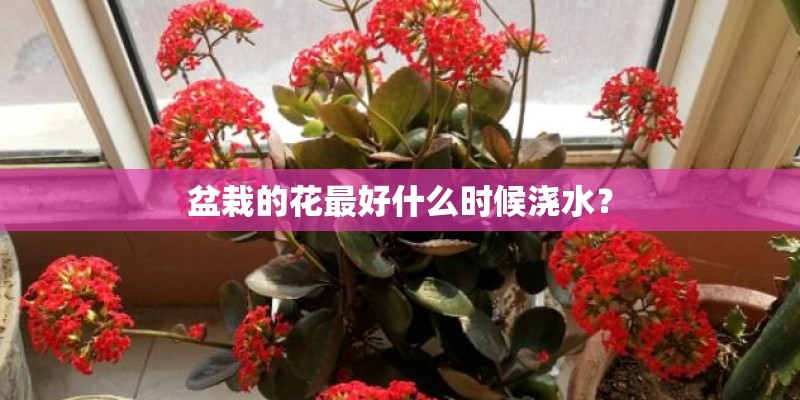 盆栽的花最好什么时候浇水？