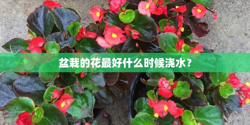 盆栽的花最好什么时候浇水？