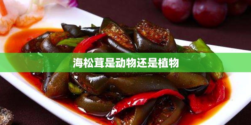 海松茸是动物还是植物
