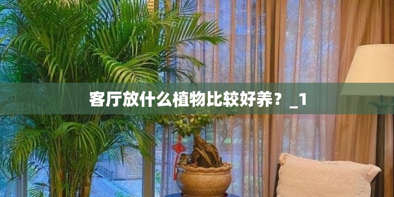 客厅放什么植物比较好养？_1