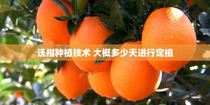 沃柑种植技术 大概多少天进行定植