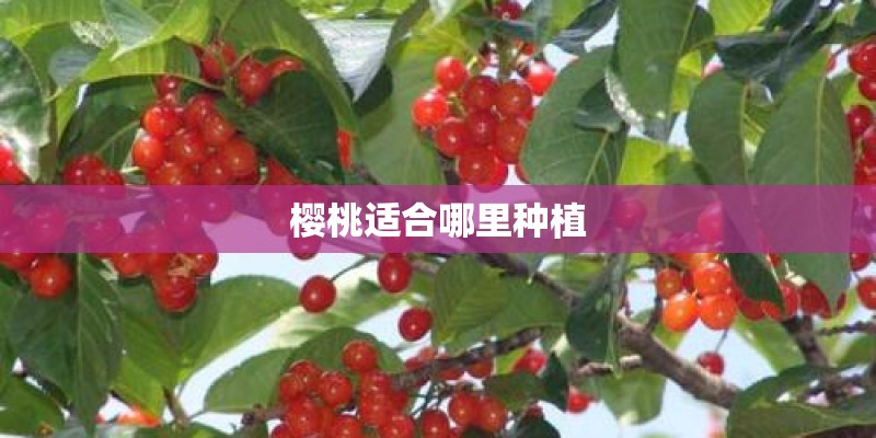 樱桃适合哪里种植