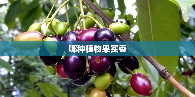 哪种植物果实香