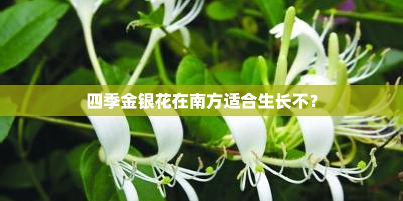 四季金银花在南方适合生长不？