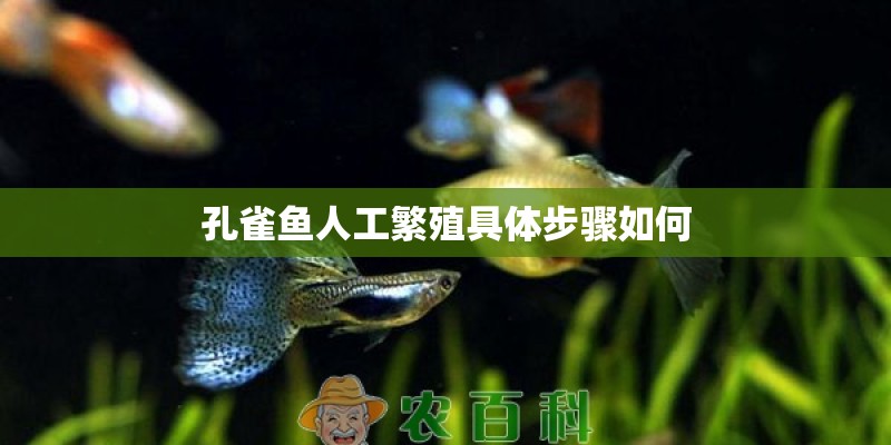 孔雀鱼人工繁殖具体步骤如何