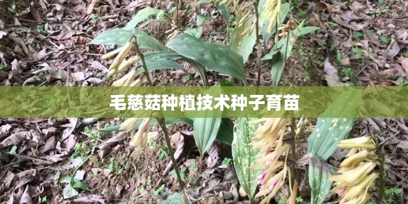 毛慈菇种植技术种子育苗
