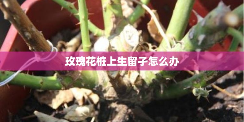 玫瑰花桩上生留孑怎么办