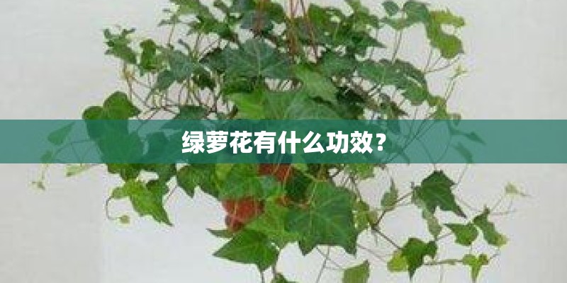 绿萝花有什么功效？