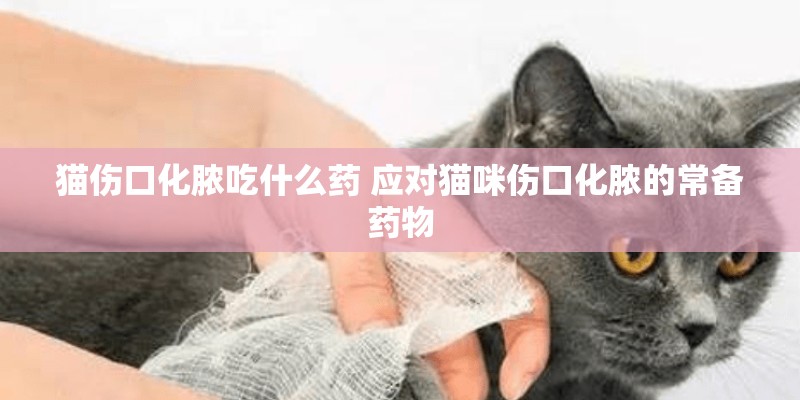 猫伤口化脓吃什么药 应对猫咪伤口化脓的常备药物