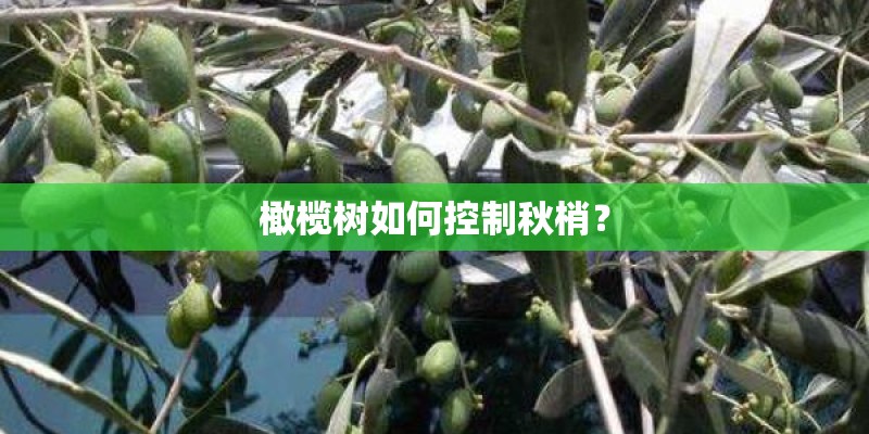 橄榄树如何控制秋梢？