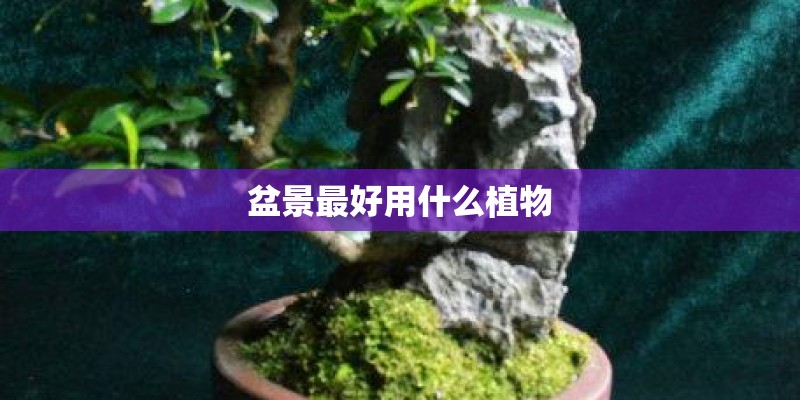 盆景最好用什么植物