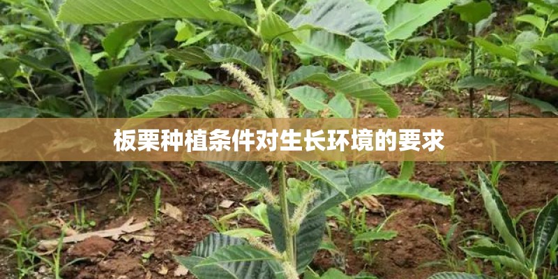 板栗种植条件对生长环境的要求 板栗种植条件对生长环境的要求