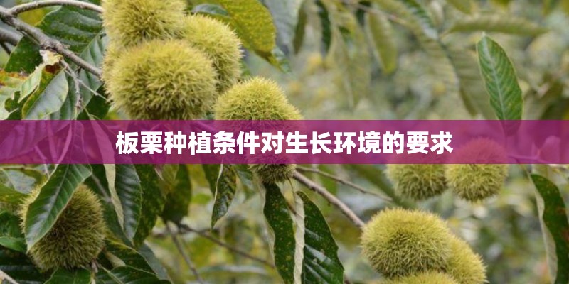 板栗种植条件对生长环境的要求 板栗种植条件对生长环境的要求
