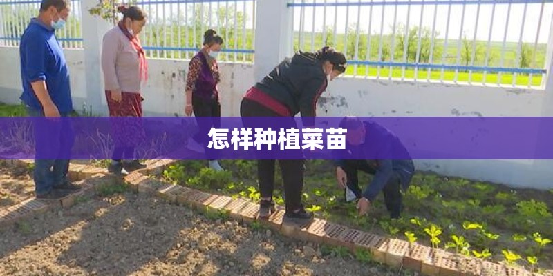 怎样种植菜苗