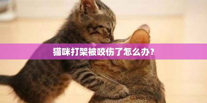 猫咪打架被咬伤了怎么办？