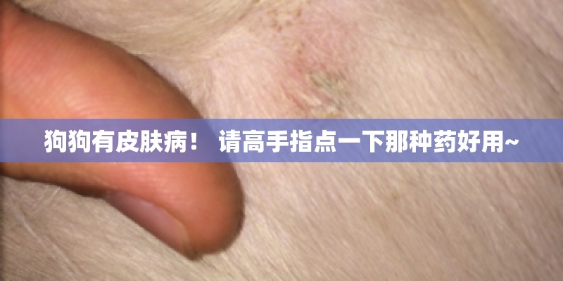 狗狗有皮肤病！ 请高手指点一下那种药好用~