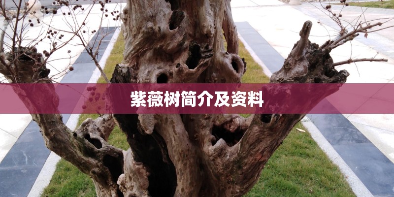 紫薇树简介及资料 紫薇树简介及资料