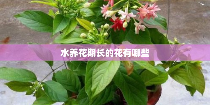 园林绿化种植怎么进行施工放线？