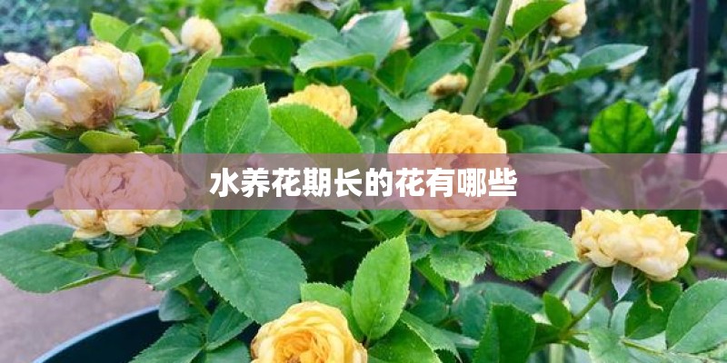 不开花的植物有哪些种类 不开花的植物有哪些种类