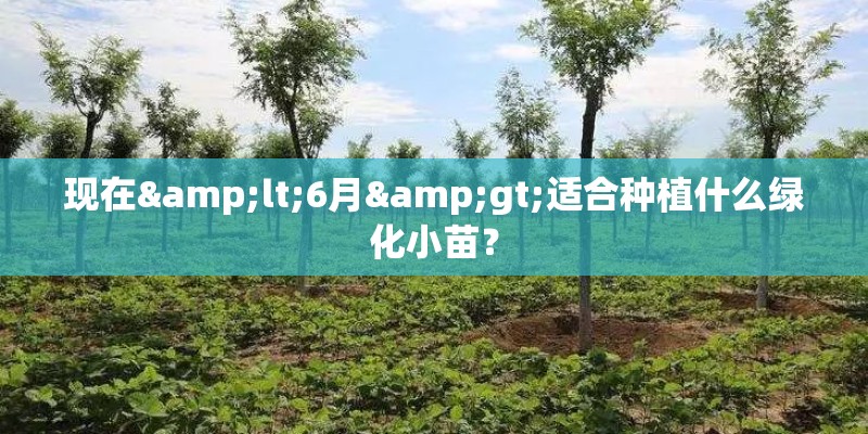 现在<6月>适合种植什么绿化小苗？