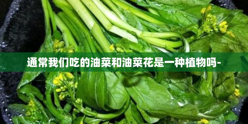 通常我们吃的油菜和油菜花是一种植物吗-